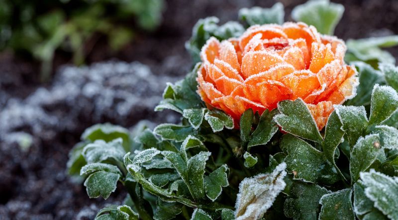 Fewer Plants Are Damaged By Late Frosts