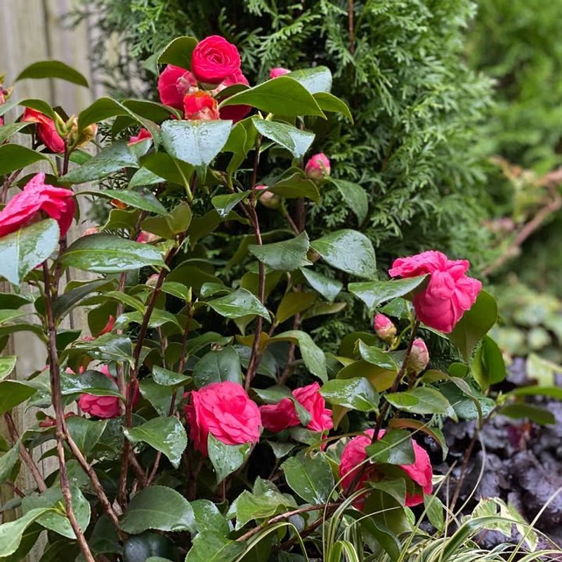 Late Winter Signals Florida's Camellia Pruning Sweet Spot