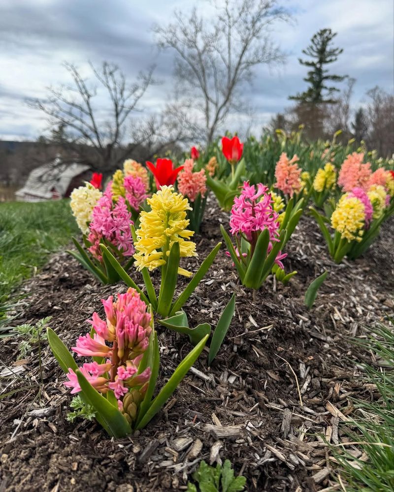 Feed Lightly After Bloom To Support Next Year's Flowers