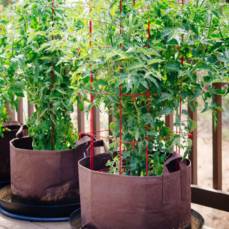 Grow Vegetables In Containers For Easy Management