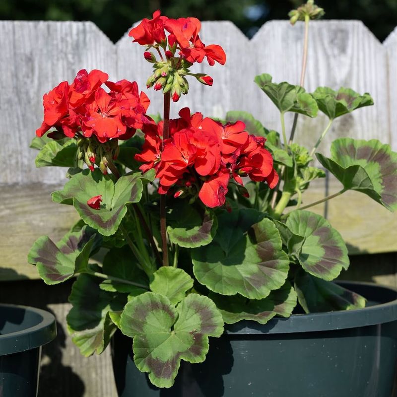 Refresh And Restart Growth In Early Spring