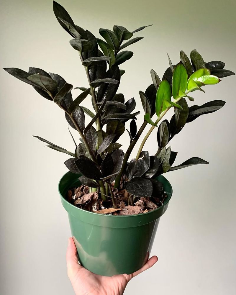 Fertilize Lightly During Growing Season