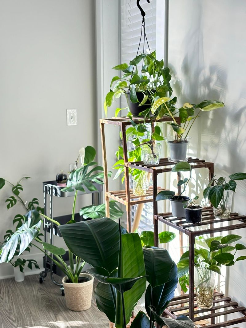 Increase Humidity Around Sensitive Plants