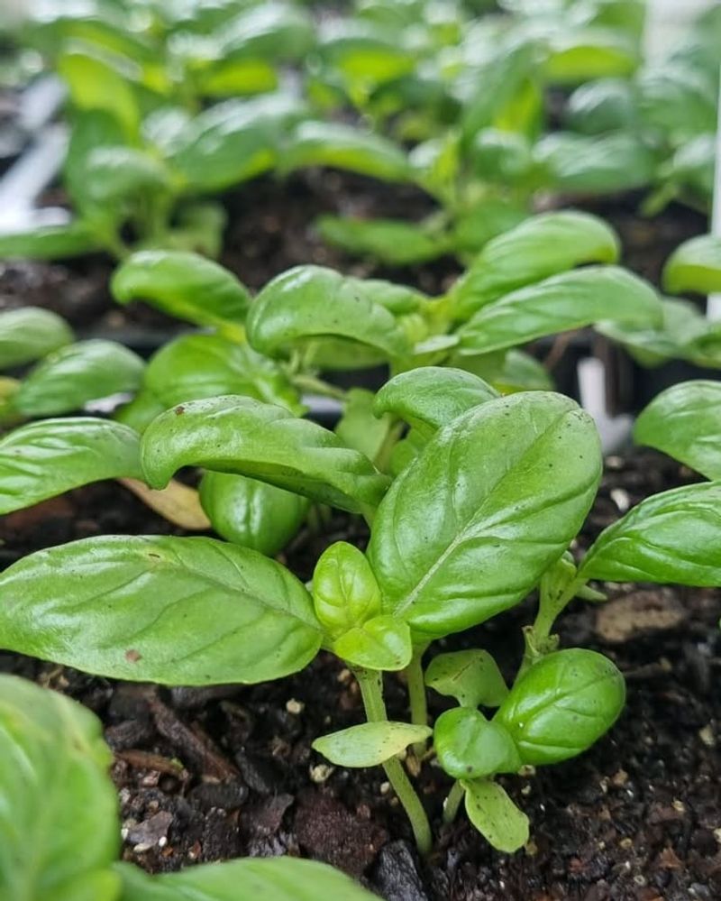 Crowding Plants Without Airflow