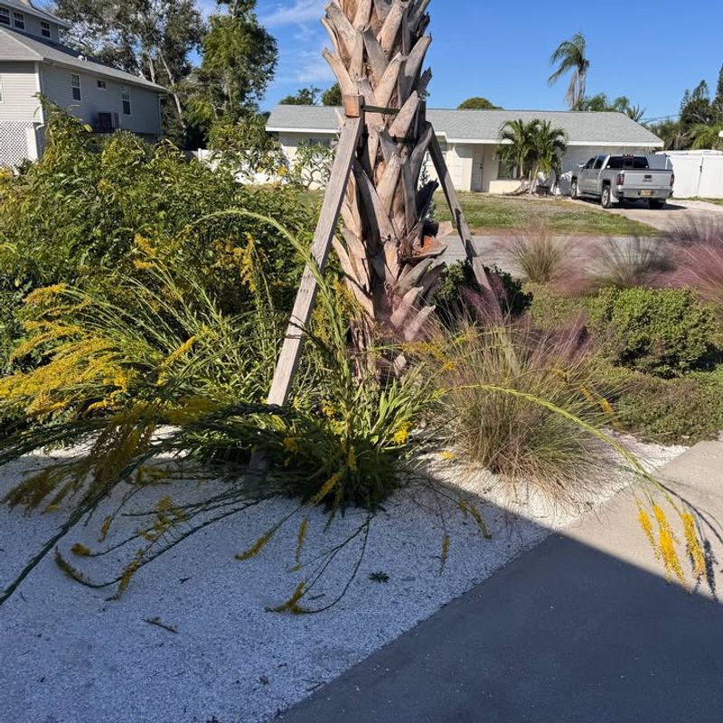 Removing Native Florida Plants