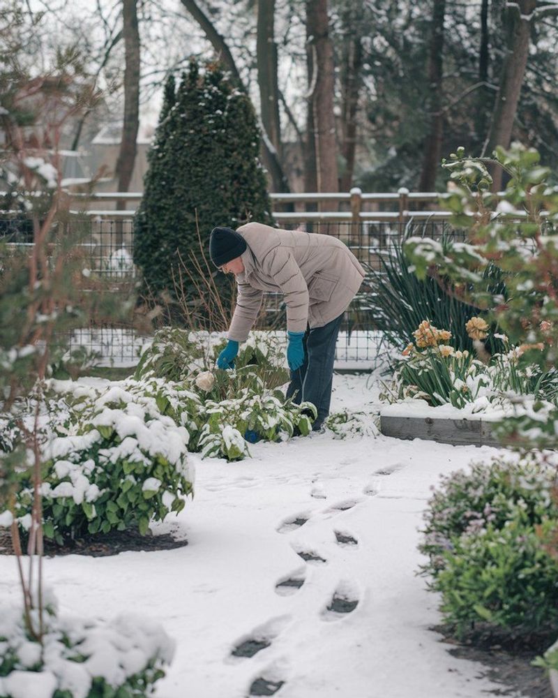 Shoveling Snow Onto Garden Beds