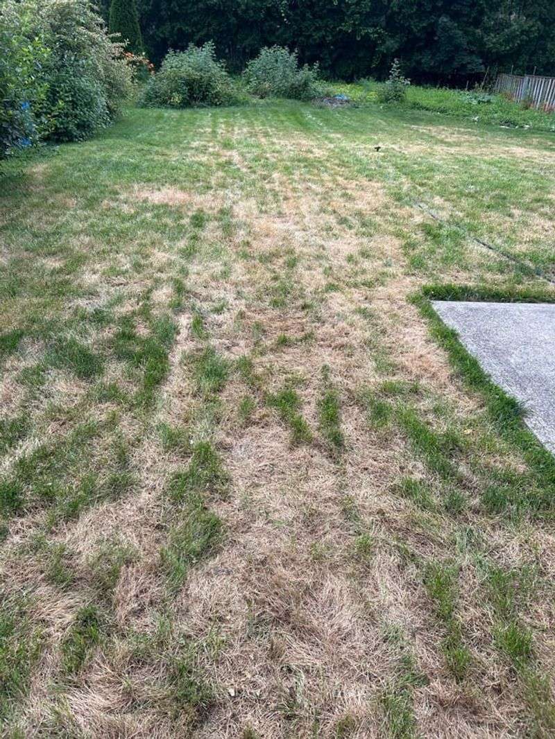 Overusing Lawn Fertilizer
