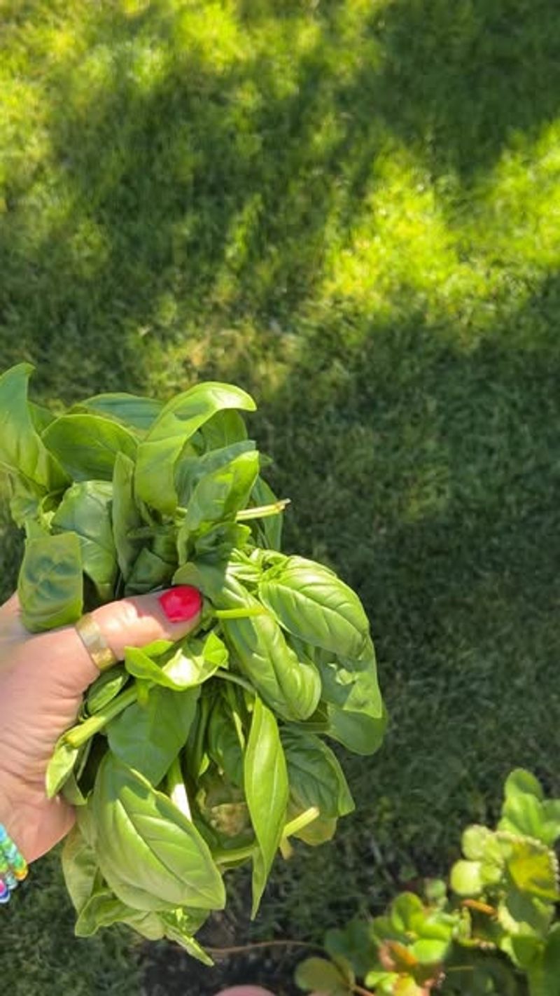 Harvesting Incorrectly Or Too Aggressively