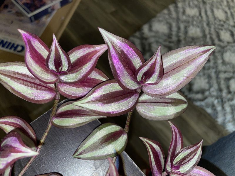 Ignoring Seasonal Light Changes