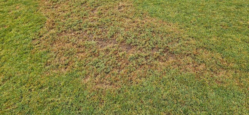 Overwatering Thin Or Bare Areas Of The Yard