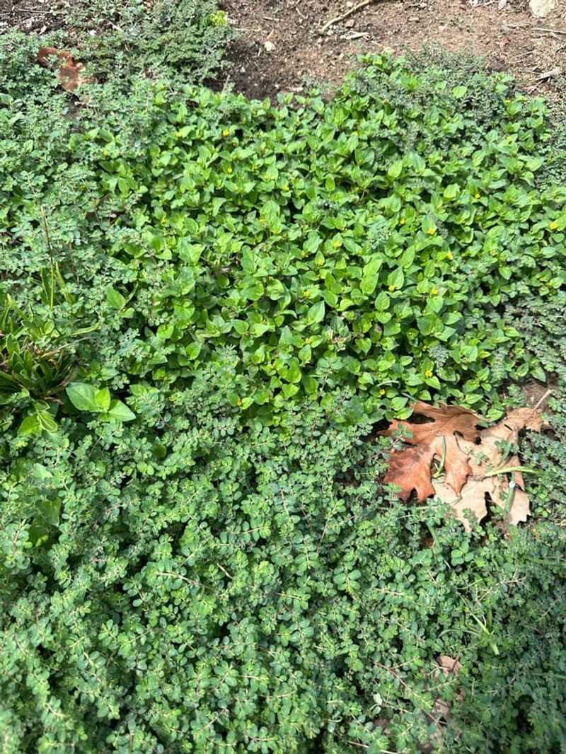 Relying On Mowing Alone To Control Spread