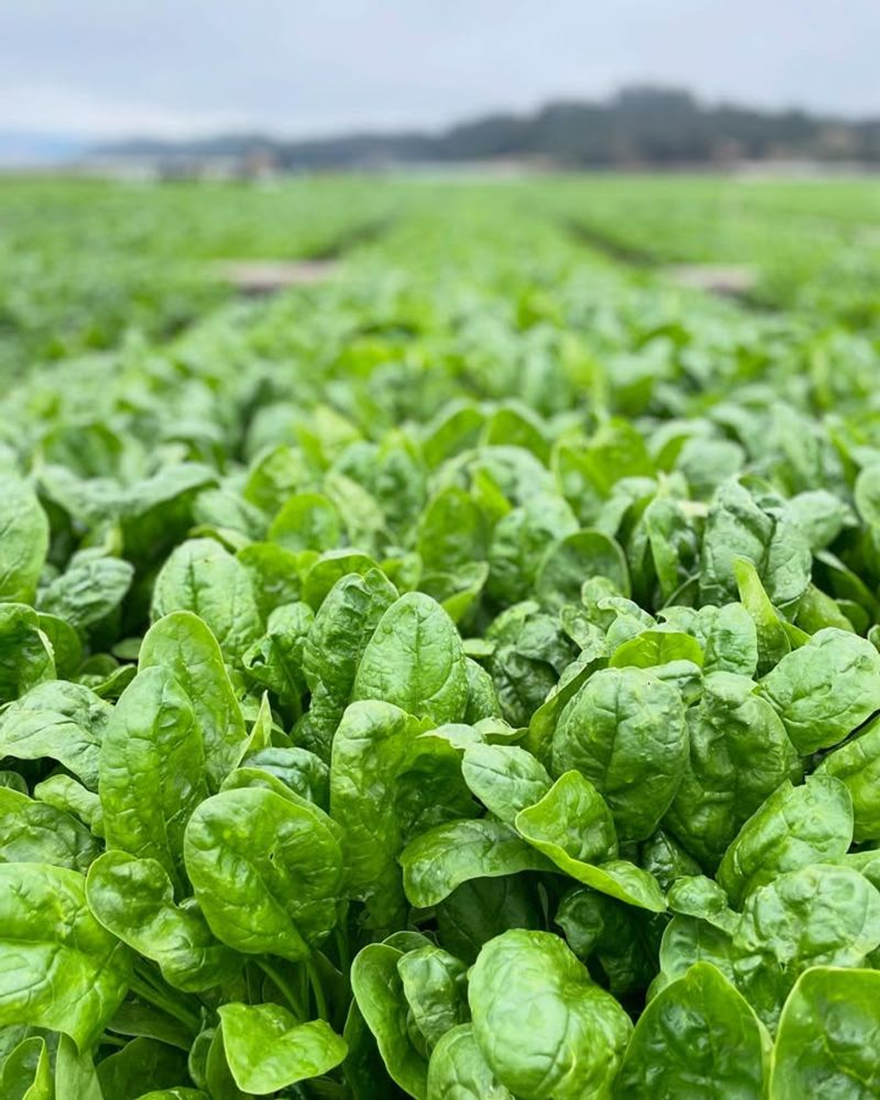 Spinach