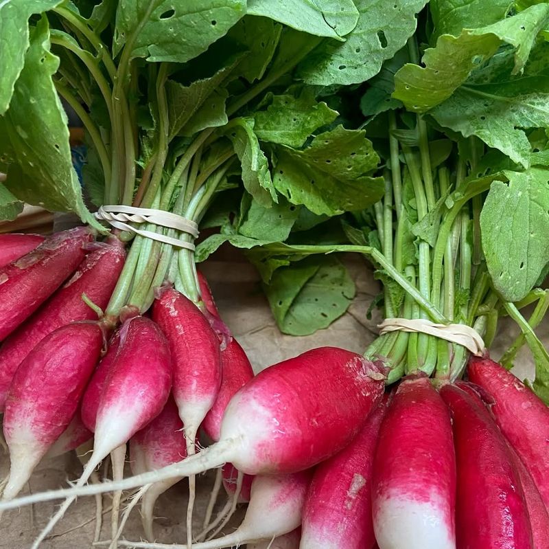 Radishes