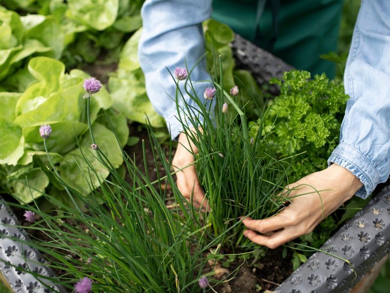 Carrots And Green Onions