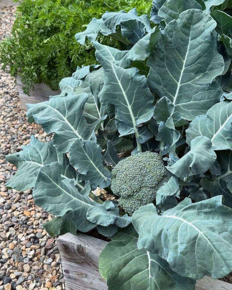 Broccoli For Strong Spring Crops