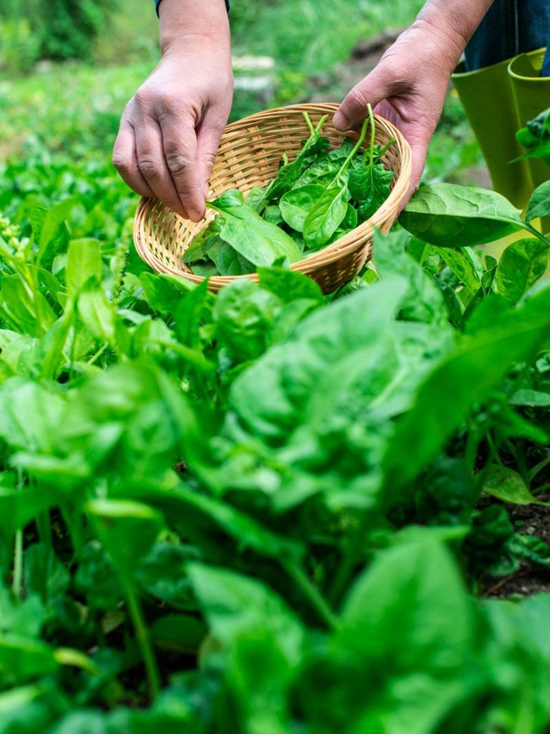 Spinach Explodes With Growth In Cool Weather