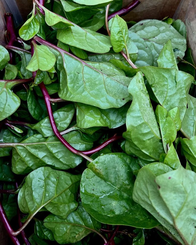 Spinach (Florida Spinach, e.g., Malabar Or New Zealand)