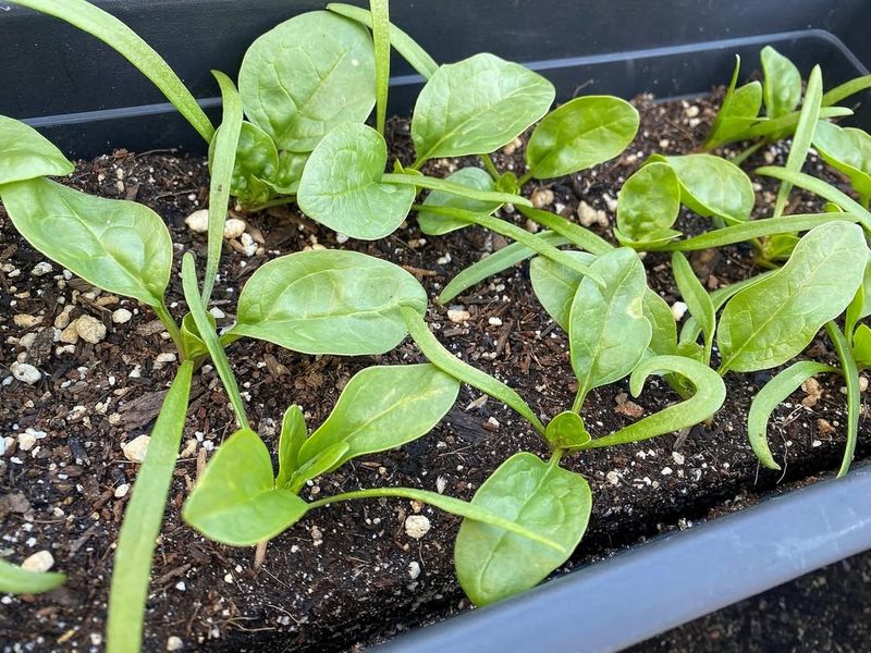 Spinach (Malabar or New Zealand)