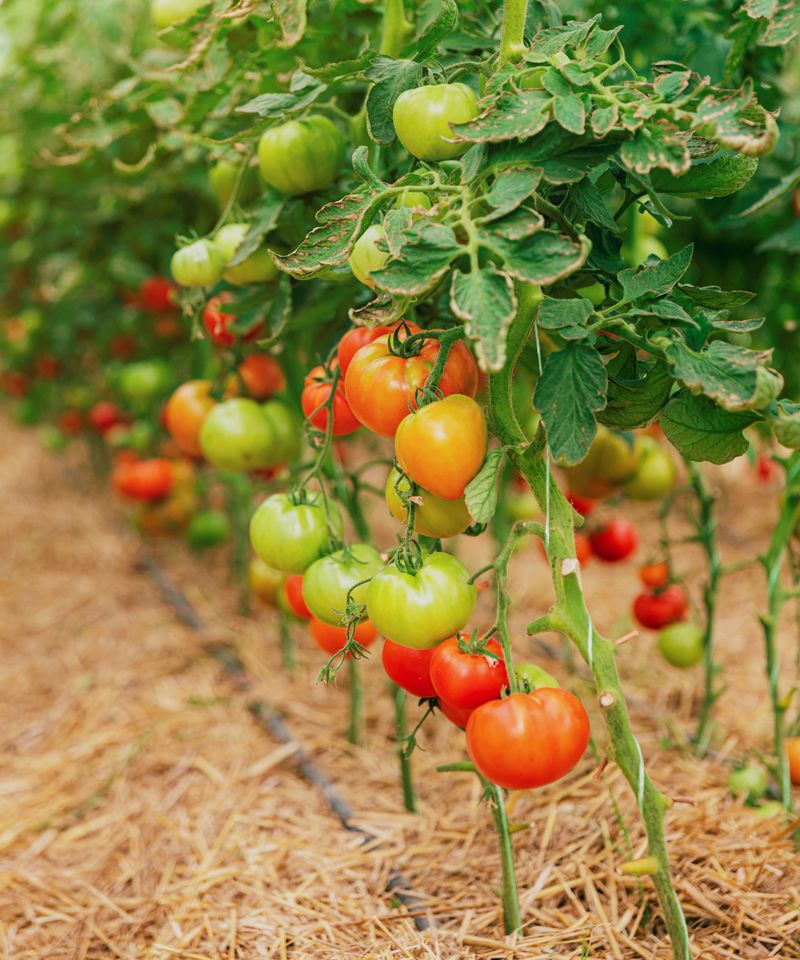 Tomatoes Flourish With Deep Mulching