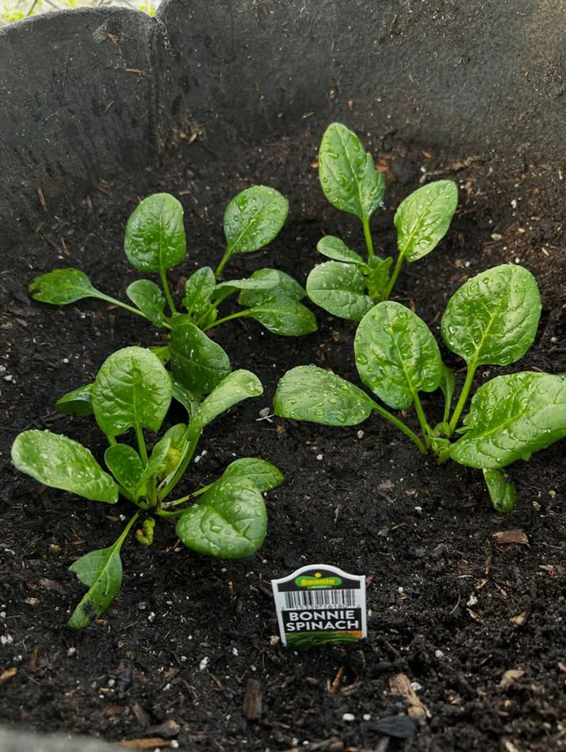 Spinach That Thrives In Cool February Weather