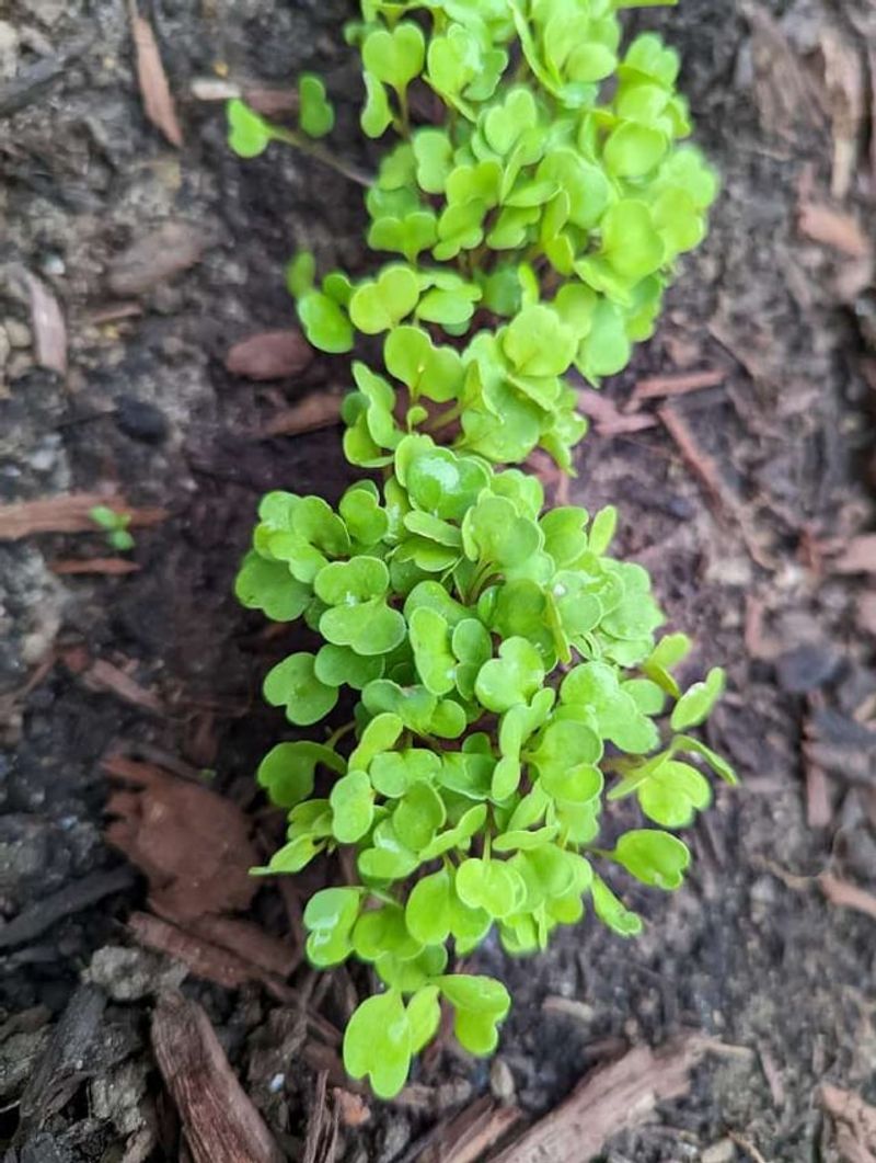 Arugula For Peppery Winter Harvest