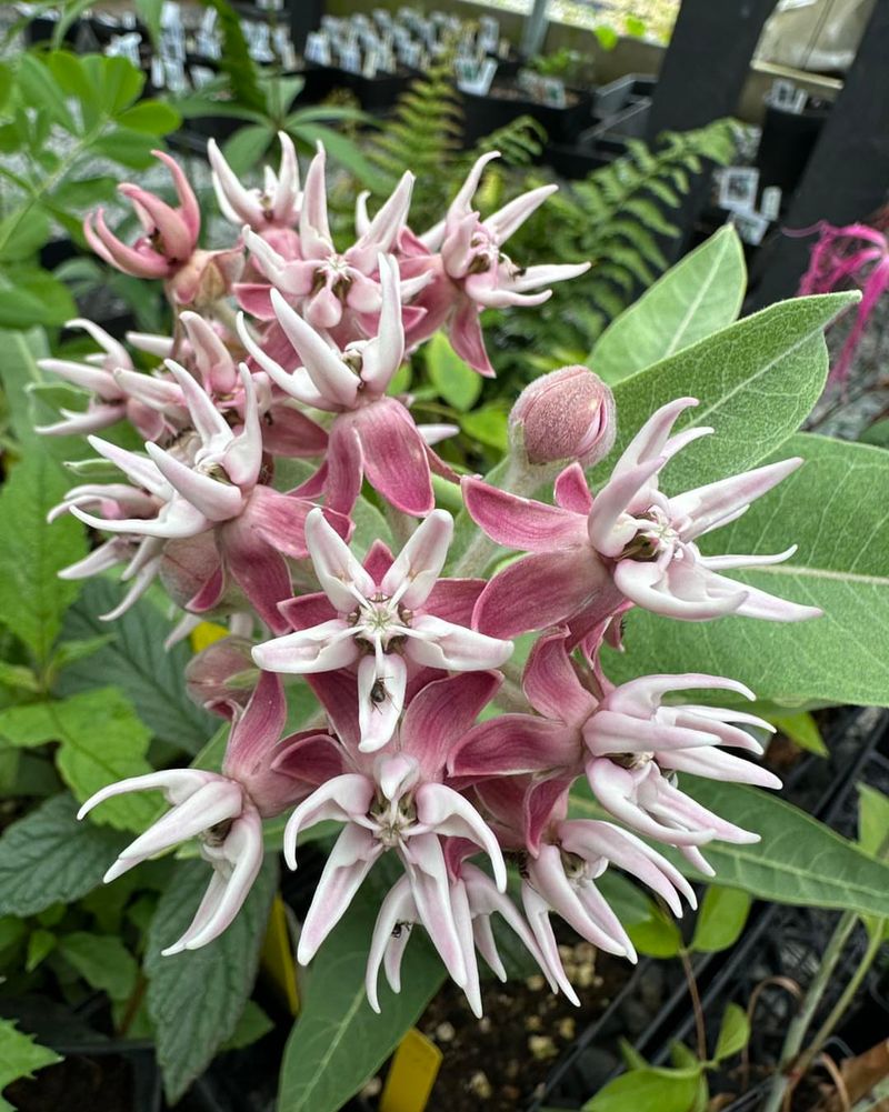Showy Milkweed (Asclepias speciosa)