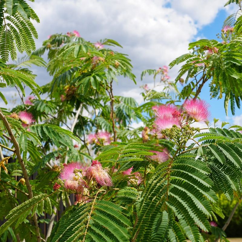Mimosa / Silk Tree (Albizia Julibrissin)