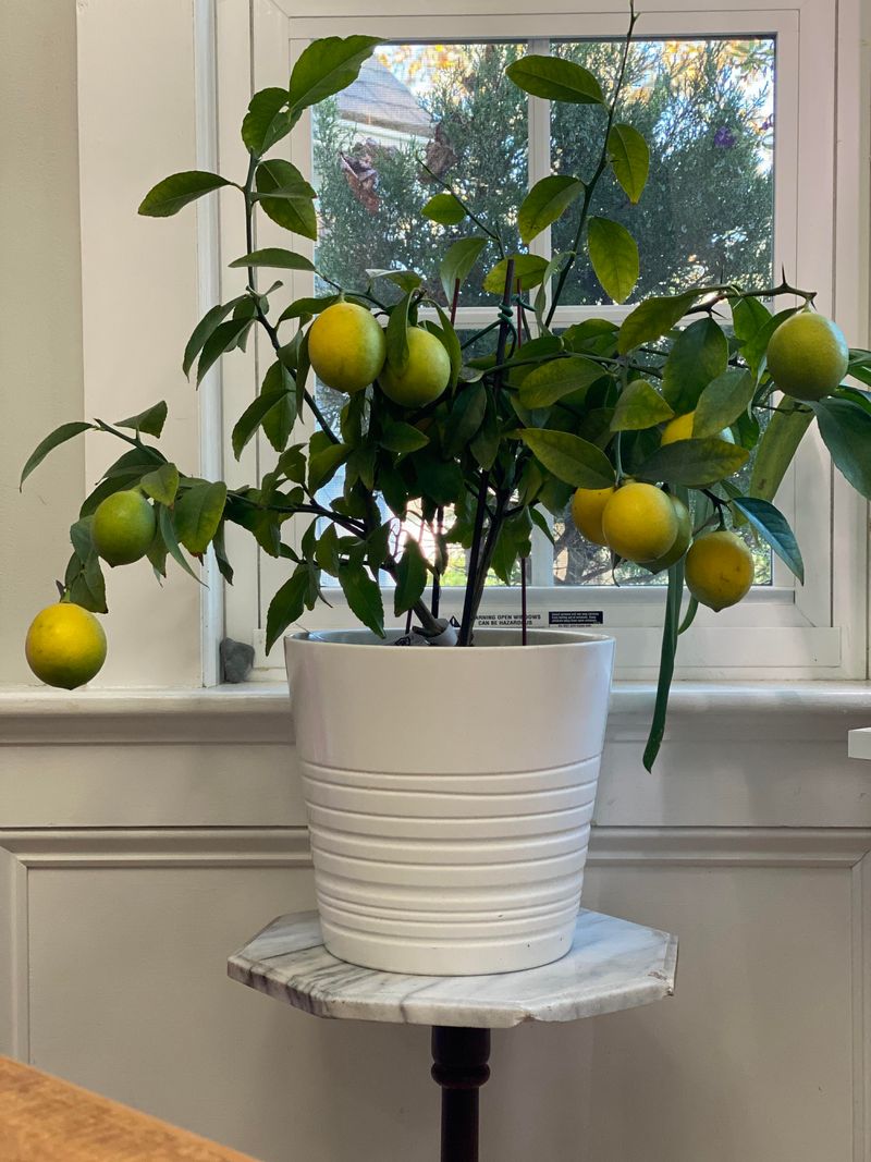 Watering And Containers Matter More Indoors