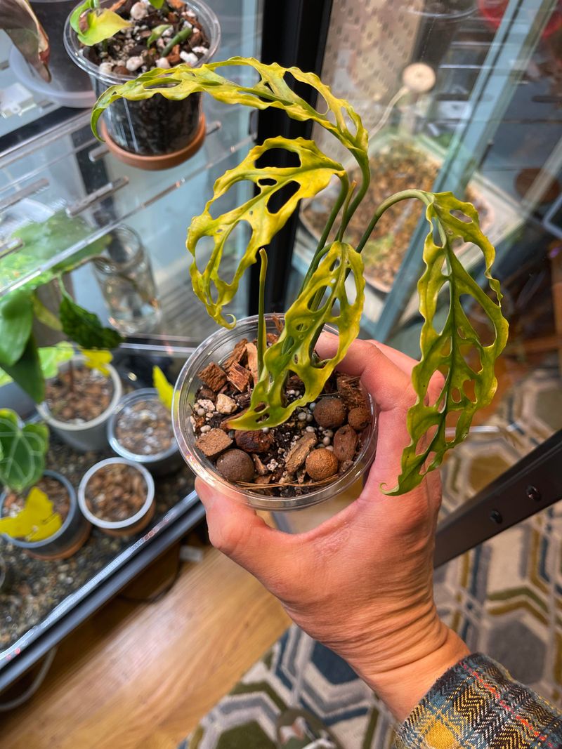 Humidity Levels This Plant Actually Needs