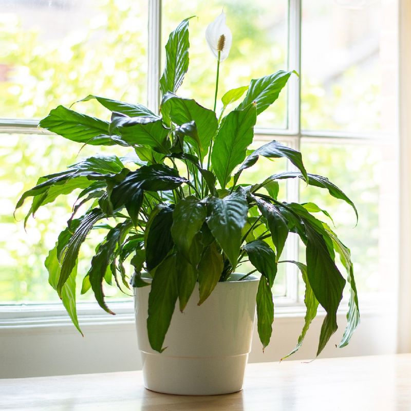 Common Peace Lily Placement Mistakes That Disrupt Feng Shui Flow