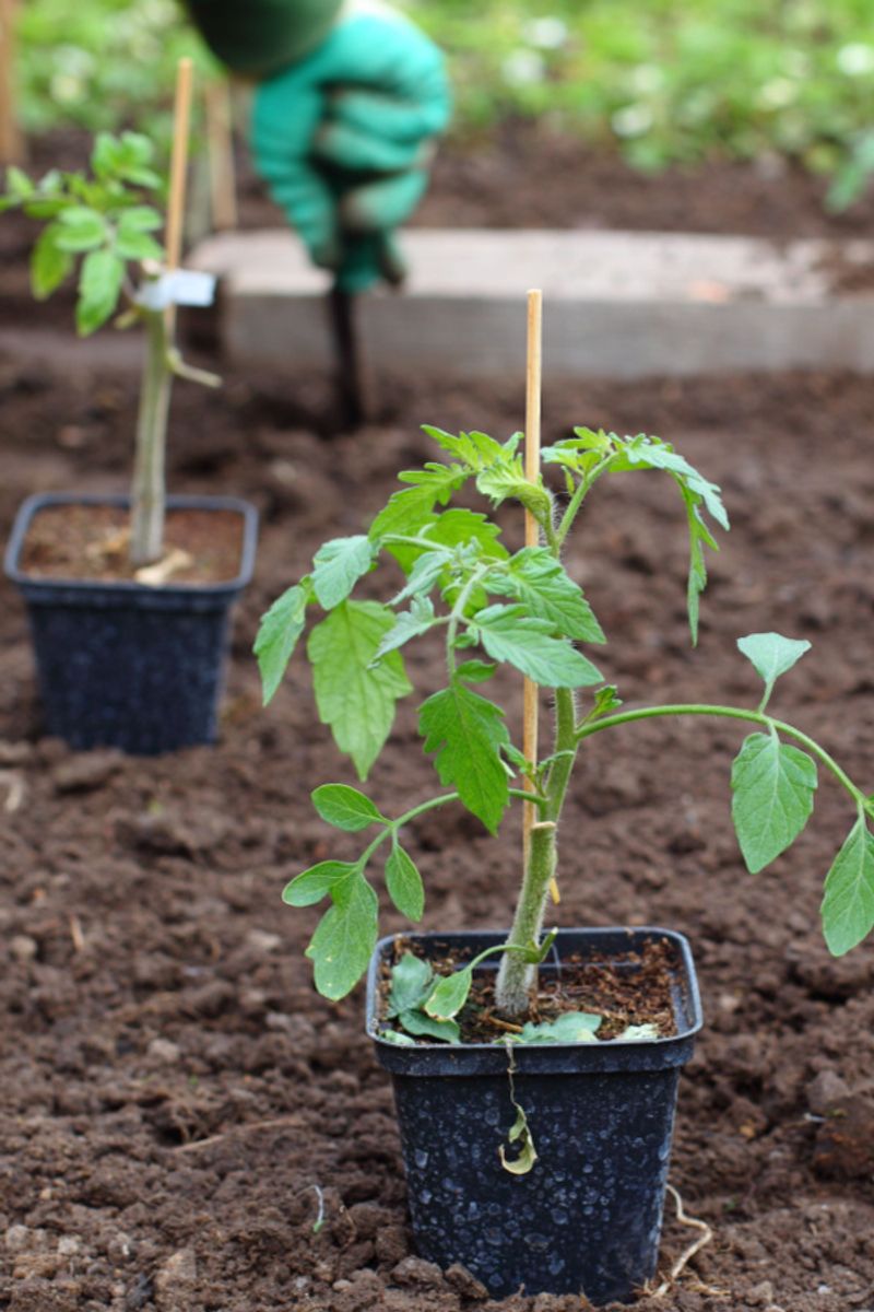 Allow A Short Adjustment Period Before Outdoor Hardening