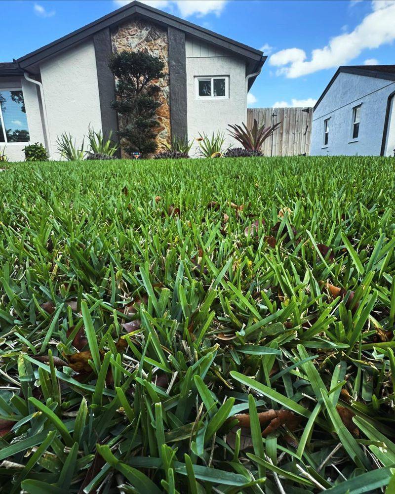 Fertilize St. Augustine Grass In South Florida Only