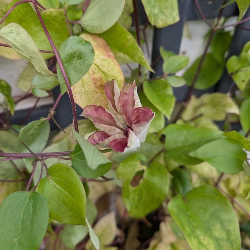 Always Remove Damaged And Weak Stems First