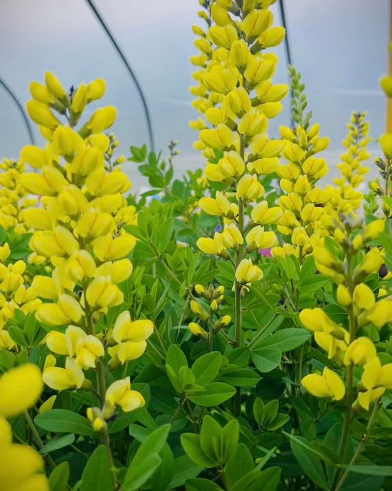 Baptisia (Yellow False Indigo)