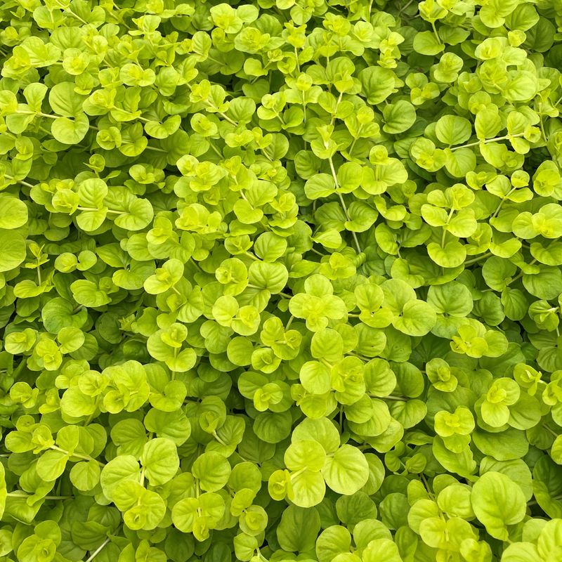 Creeping Jenny