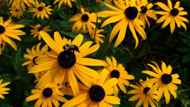 Black-Eyed Susan