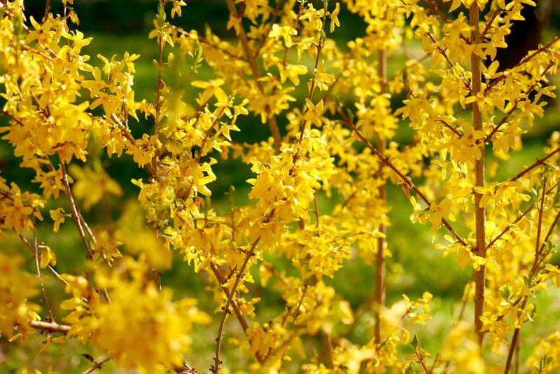 Forsythia