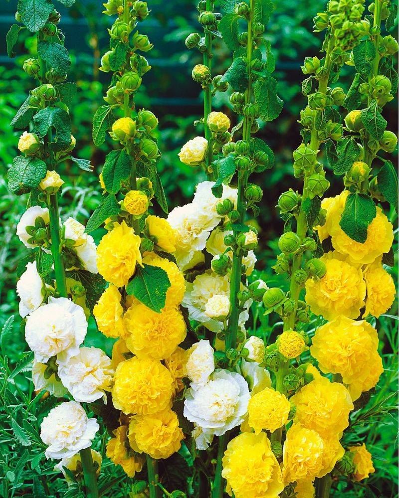 Hollyhocks For Tall, Vintage Beauty