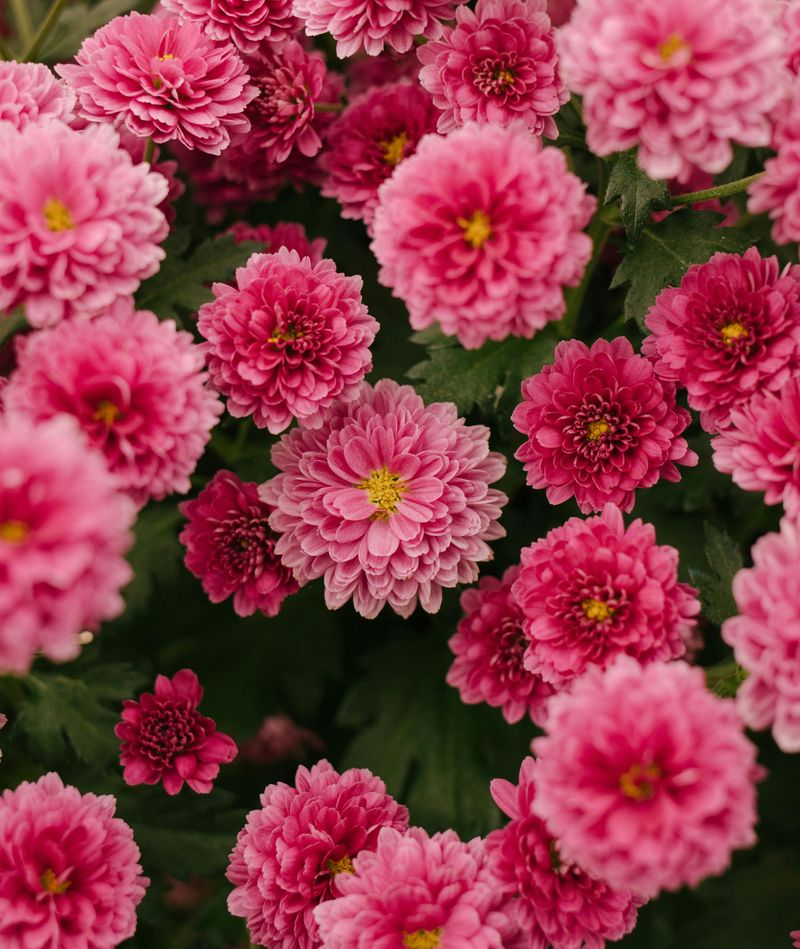 Chrysanthemums