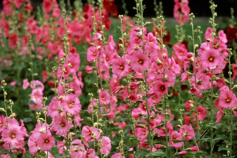 Hollyhocks Lined Medieval Cottage Gardens
