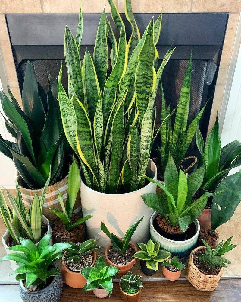 Snake Plants That Can Upset Pets' Digestive Systems