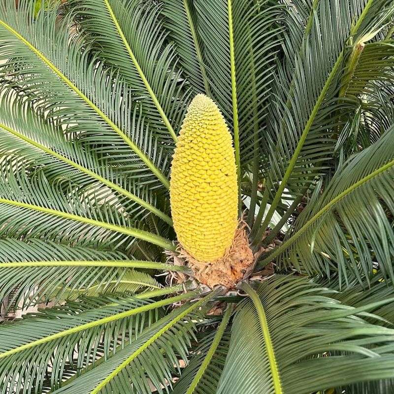 Sago Palm That Causes Severe Organ Damage