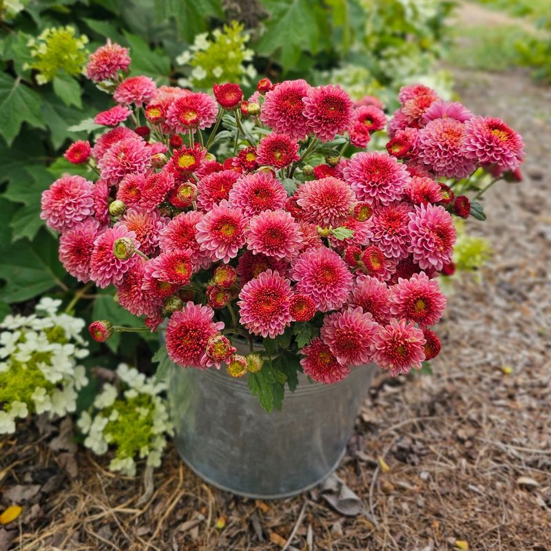 Chrysanthemums