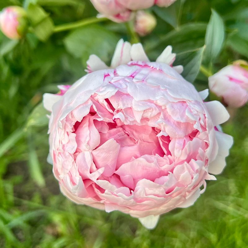 Peonies Are Linked To Prosperity And Abundance