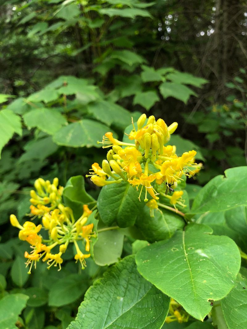Hairy Honeysuckle (Lonicera Hirsuta)