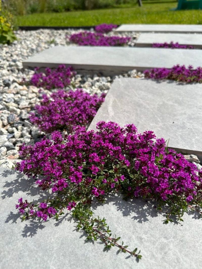 Trim Lightly After Blooming To Keep Plants Compact