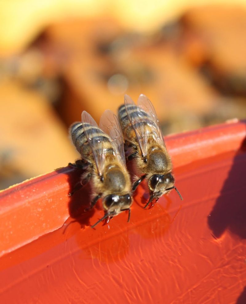 Conduct Regular Hive Inspections
