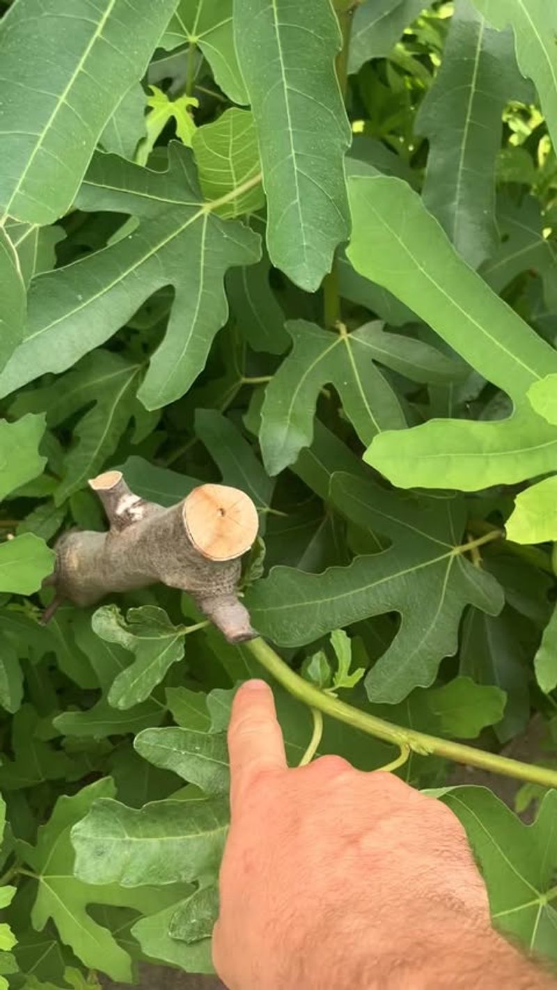 Thin Out Crowded Branches To Improve Airflow