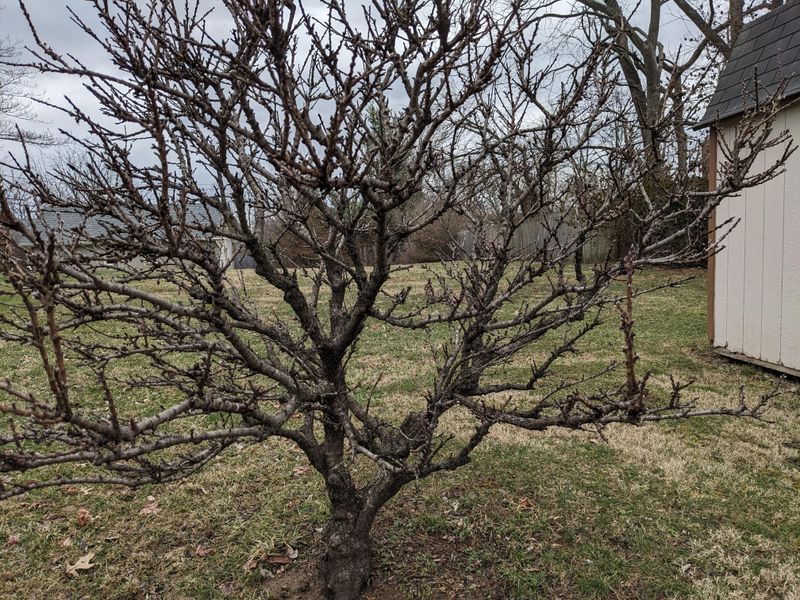 Thin Out Excess Growth To Improve Sunlight And Airflow