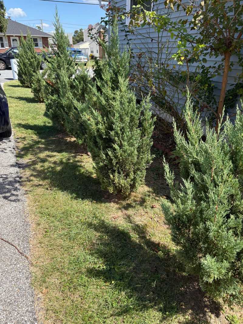 Why You Cannot Damage Or Harm A Neighbor's Shrub